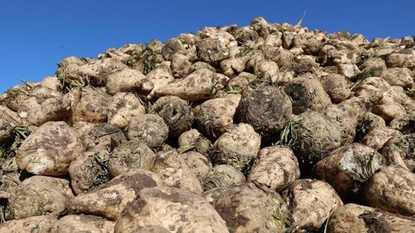 Bayburt'ta hasat başladı! Şeker pancarında rekor kırıldı