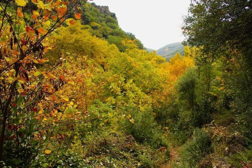 Aydın'da ormana girince fark ettiler: Köylüler yıllardır bu sesi duyuyor