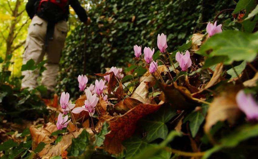 Aydın'da ormana girince fark ettiler: Köylüler yıllardır bu sesi duyuyor
