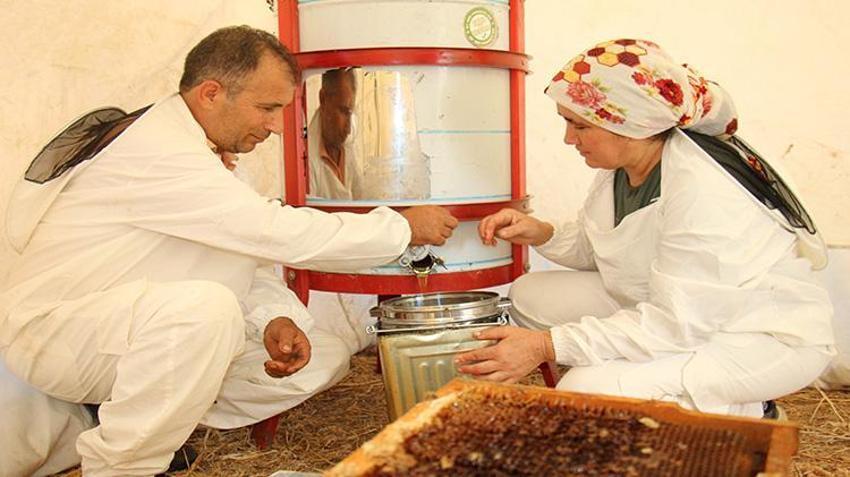 Mersin'de ilk hasat yapıldı! Faydaları saymakla bitmiyor! Yurt içi ve yurt dışından sipariş yağıyor
