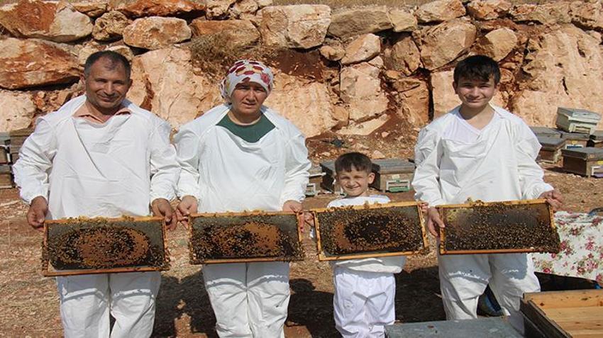 Mersin'de ilk hasat yapıldı! Faydaları saymakla bitmiyor! Yurt içi ve yurt dışından sipariş yağıyor