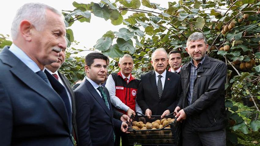 Coğrafi işaretli Ordu kivisinde hasat başladı: 8 dönümden 25 ton çıkıyor!