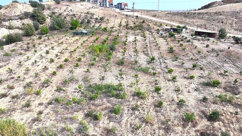 Adana'da emekli mühendis devletten kiraladığı atıl araziye hayat verdi! 156 dönümlük alanda fidanlar yeşerdi