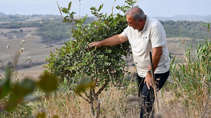 Adana'da emekli mühendis devletten kiraladığı atıl araziye hayat verdi! 156 dönümlük alanda fidanlar yeşerdi