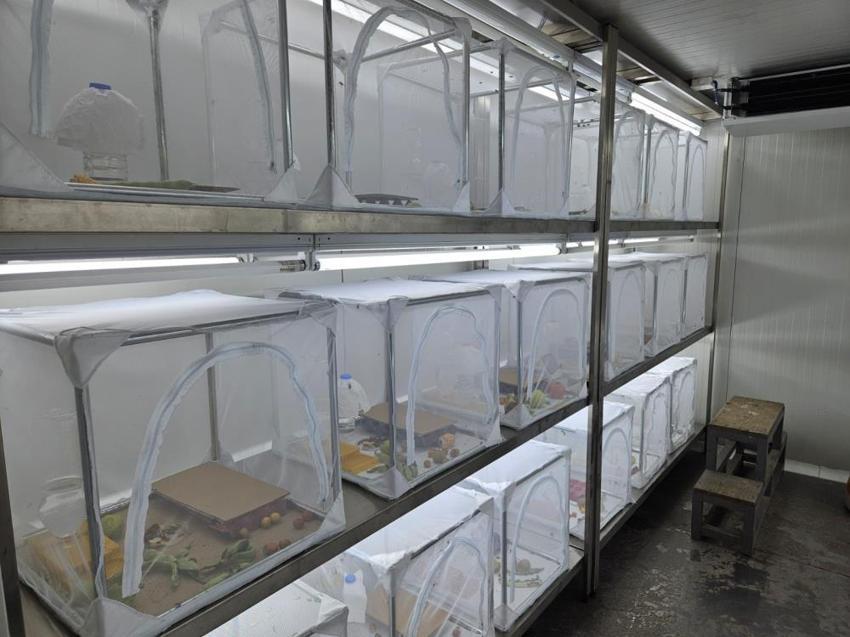 Bursalı vatandaşların kabusu oldu! Şimdiye kadar bildiklerimizin en tehlikelisi! Tüm Türkiye'ye yavaş yavaş yayılıyor!