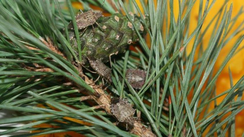 Bursalı vatandaşların kabusu oldu! Şimdiye kadar bildiklerimizin en tehlikelisi! Tüm Türkiye'ye yavaş yavaş yayılıyor!