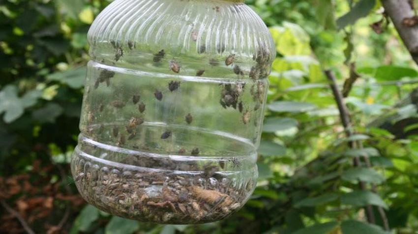 Bursalı vatandaşların kabusu oldu! Şimdiye kadar bildiklerimizin en tehlikelisi! Tüm Türkiye'ye yavaş yavaş yayılıyor!