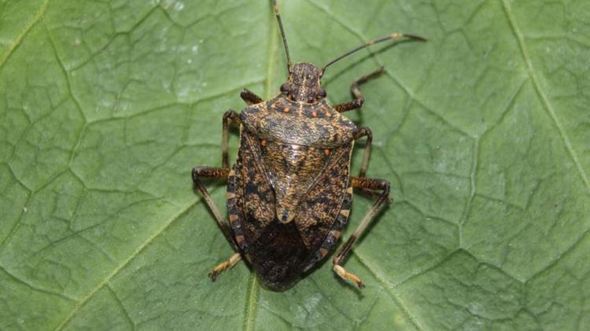 Bursalı vatandaşların kabusu oldu! Şimdiye kadar bildiklerimizin en tehlikelisi! Tüm Türkiye'ye yavaş yavaş yayılıyor!