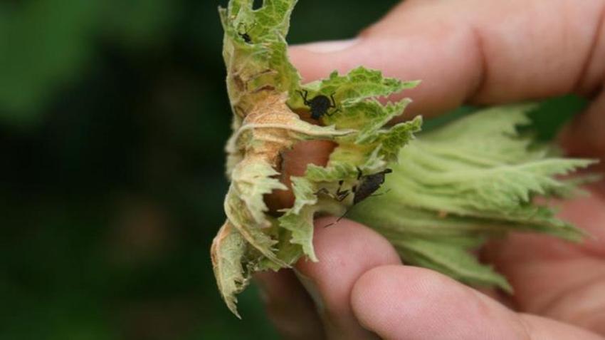 Bursalı vatandaşların kabusu oldu! Şimdiye kadar bildiklerimizin en tehlikelisi! Tüm Türkiye'ye yavaş yavaş yayılıyor!
