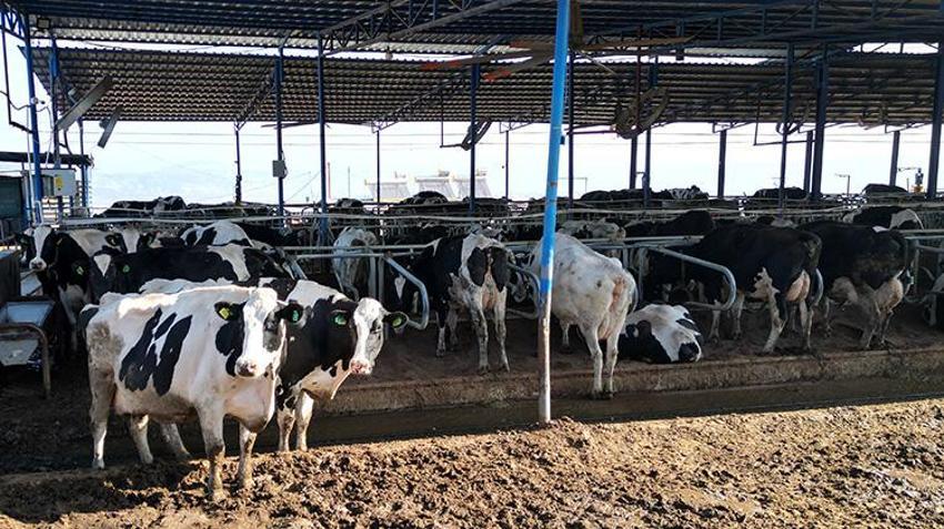 Memurluğu bıraktı, bu işe başladı! Devlet desteğiyle başladı, şimdi günde 4 ton üretiyor