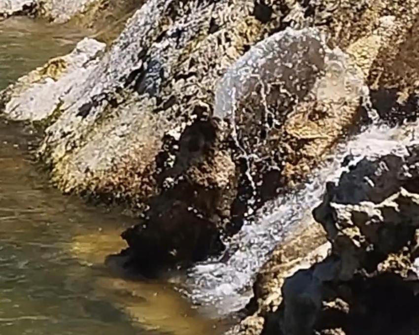 Gevaş'ta bilim dünyasını şaşırtan görüntü! Van Gölü çekildi, tatlı su fışkırmaya başladı