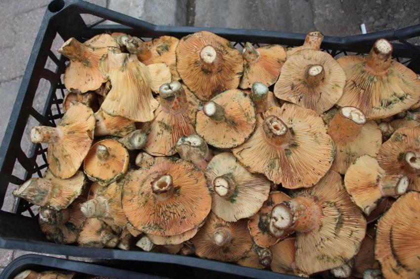 Gök gürültüsüyle birlikte ortaya çıkıyor! Kilosu 350 TL! Kapış kapış satılıyor