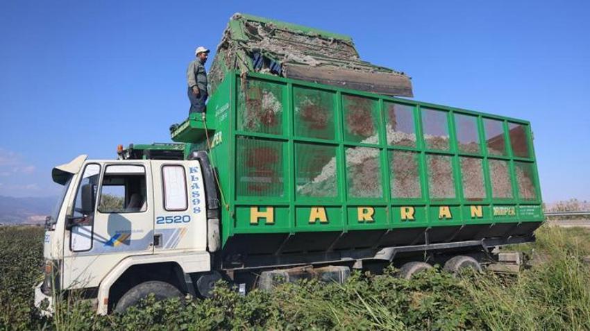 Hatay'da beyaz altın hasadı! Fiyatı 25 TL'ye kadar düştü! Çiftçi ne yapacağını bilmiyor