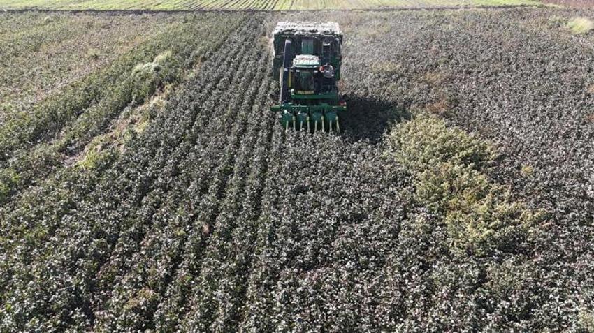 Hatay'da beyaz altın hasadı! Fiyatı 25 TL'ye kadar düştü! Çiftçi ne yapacağını bilmiyor