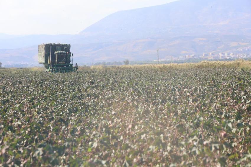 Hatay'da beyaz altın hasadı! Fiyatı 25 TL'ye kadar düştü! Çiftçi ne yapacağını bilmiyor