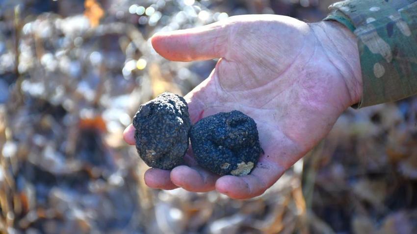 Bayburt'ta ağaç diplerinde rastlandı! Doğanın gizli hazinesi köylüye gelir kapısı olacak