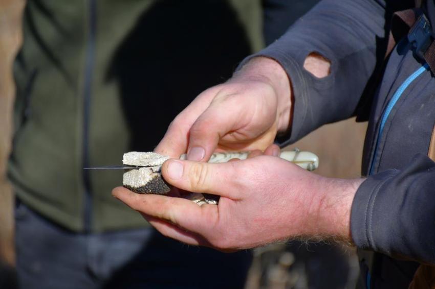 Bayburt'ta ağaç diplerinde rastlandı! Doğanın gizli hazinesi köylüye gelir kapısı olacak
