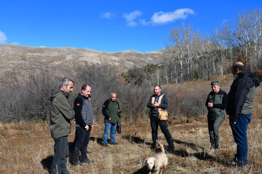 Bayburt'ta ağaç diplerinde rastlandı! Doğanın gizli hazinesi köylüye gelir kapısı olacak