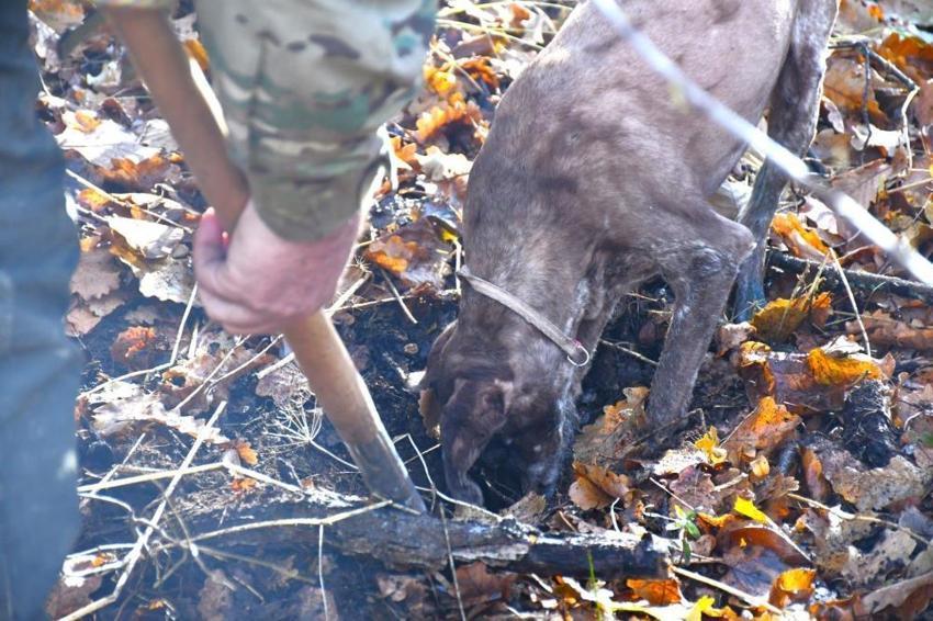 Bayburt'ta ağaç diplerinde rastlandı! Doğanın gizli hazinesi köylüye gelir kapısı olacak
