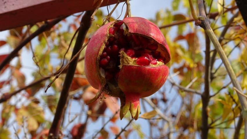 İnternette fenomen oldu, İstanbul'dan ziyaretçi akın etti: Ispartalı İbrahim Dede'den 30 yıldır misafirlerini 'Hayır Bahçesi'nde ağırlıyor