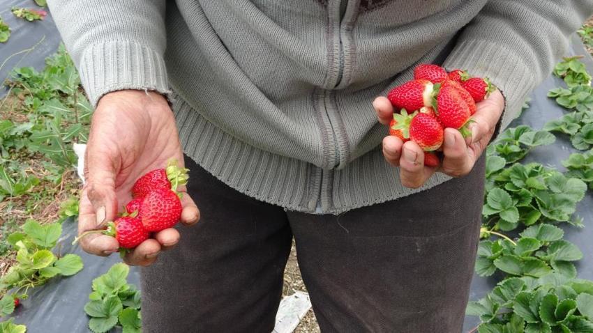 İnternette fenomen oldu, İstanbul'dan ziyaretçi akın etti: Ispartalı İbrahim Dede'den 30 yıldır misafirlerini 'Hayır Bahçesi'nde ağırlıyor