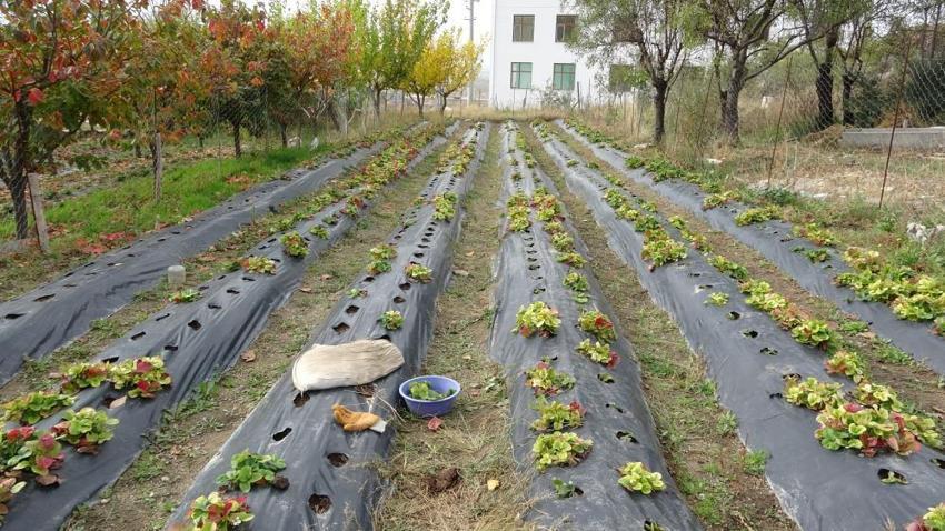 İnternette fenomen oldu, İstanbul'dan ziyaretçi akın etti: Ispartalı İbrahim Dede'den 30 yıldır misafirlerini 'Hayır Bahçesi'nde ağırlıyor