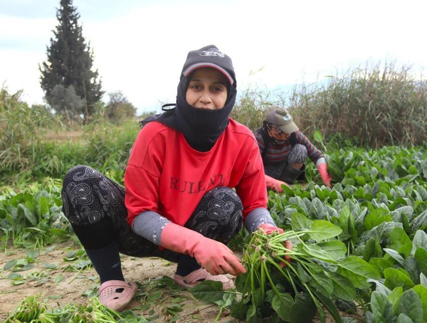 800 lira yevmiye ile çalışıyorlar! Zorlu hasat başladı! Tarlada 6, pazarda 50 lira!
