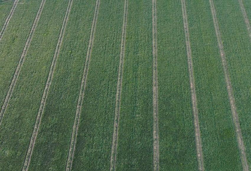 800 lira yevmiye ile çalışıyorlar! Zorlu hasat başladı! Tarlada 6, pazarda 50 lira!