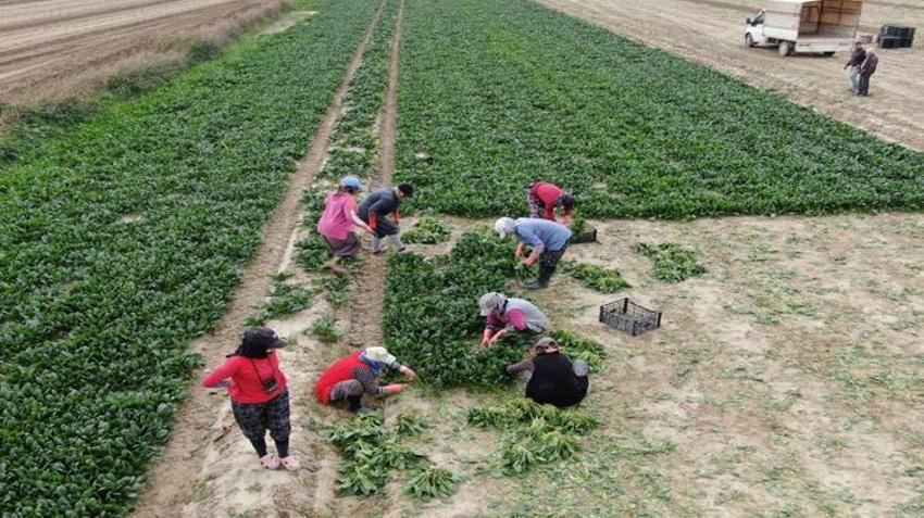 800 lira yevmiye ile çalışıyorlar! Zorlu hasat başladı! Tarlada 6, pazarda 50 lira!