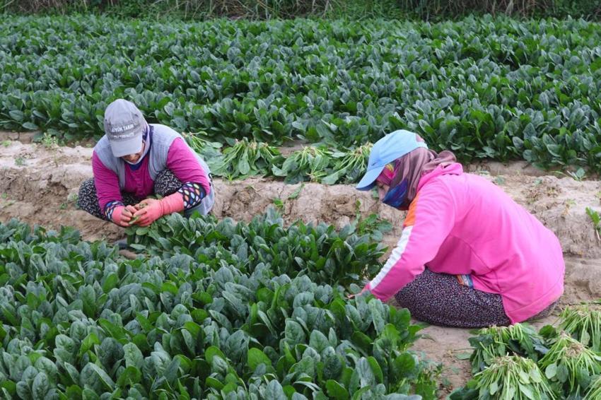 800 lira yevmiye ile çalışıyorlar! Zorlu hasat başladı! Tarlada 6, pazarda 50 lira!