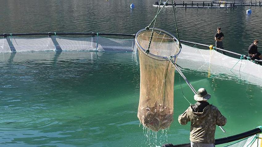 Çoruh Nehri üzerindeki barajlarda dev üretim! 67 ülkeye gönderiliyor: Bu yıllık hedef 4,5 milyar TL