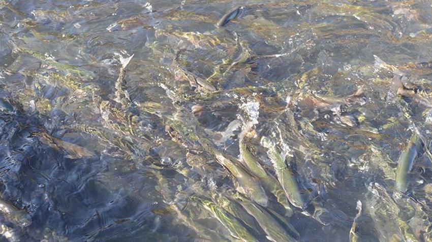 Çoruh Nehri üzerindeki barajlarda dev üretim! 67 ülkeye gönderiliyor: Bu yıllık hedef 4,5 milyar TL