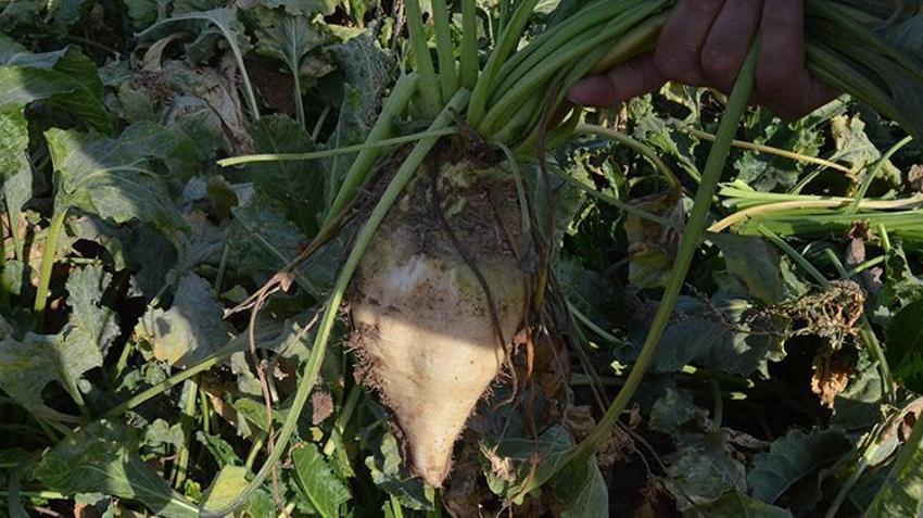 Aksaraylı çiftçi hem üründen hem de fiyattan memnun! 2 milyon 200 bin tona yakın rekolte bekleniyor