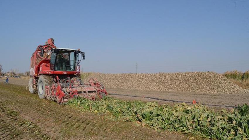 Aksaraylı çiftçi hem üründen hem de fiyattan memnun! 2 milyon 200 bin tona yakın rekolte bekleniyor