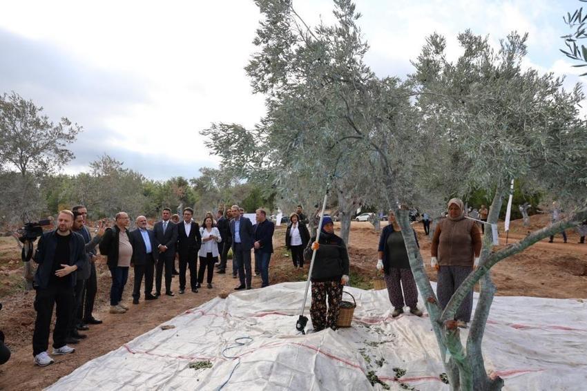 3 asır sonra yeri değiştirildi! Muğla'da hasat yaparken özel yöntem uygulandı