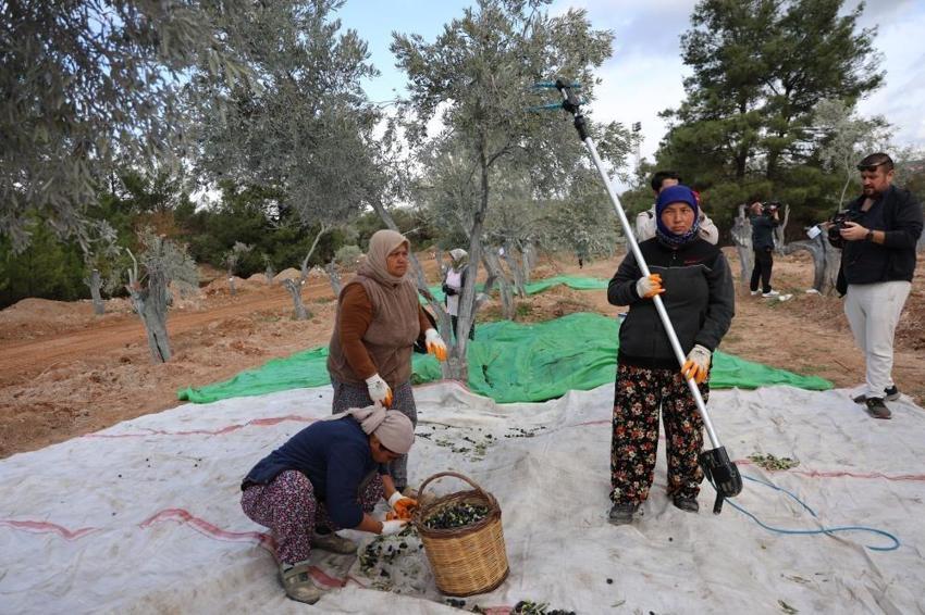 3 asır sonra yeri değiştirildi! Muğla'da hasat yaparken özel yöntem uygulandı