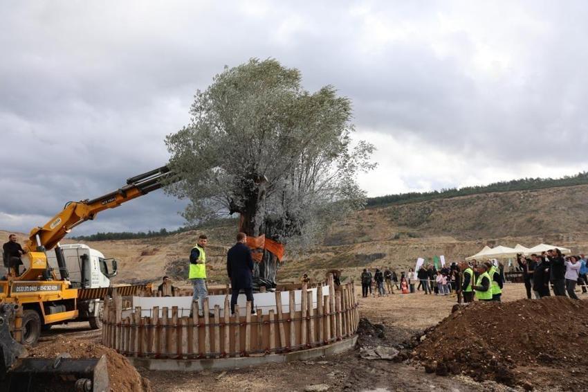 3 asır sonra yeri değiştirildi! Muğla'da hasat yaparken özel yöntem uygulandı