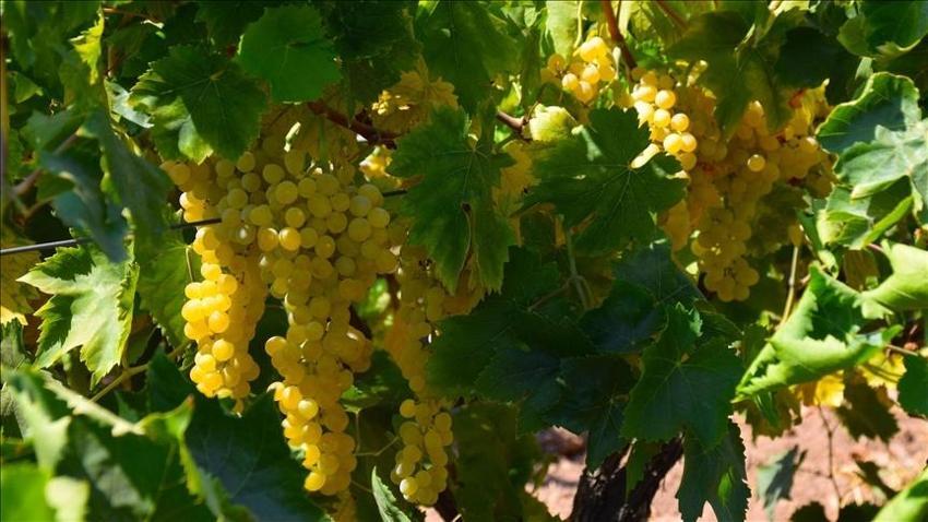 Talep azaldı üretici fırsata çevirdi! Meşhur Meyveden para kazanmak için başka yola başvurdu