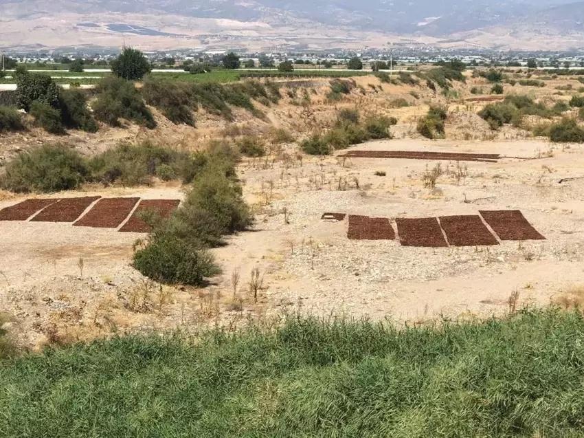 Talep azaldı üretici fırsata çevirdi! Meşhur Meyveden para kazanmak için başka yola başvurdu