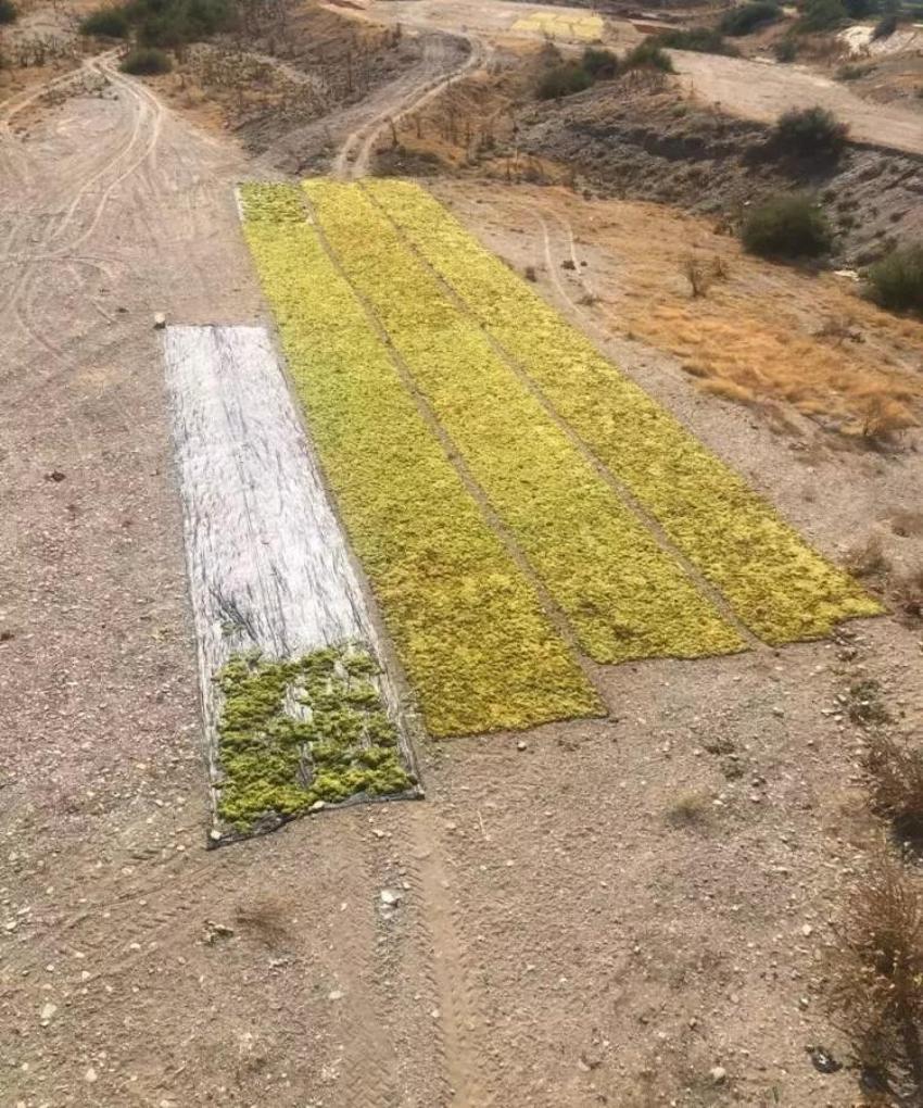 Talep azaldı üretici fırsata çevirdi! Meşhur Meyveden para kazanmak için başka yola başvurdu