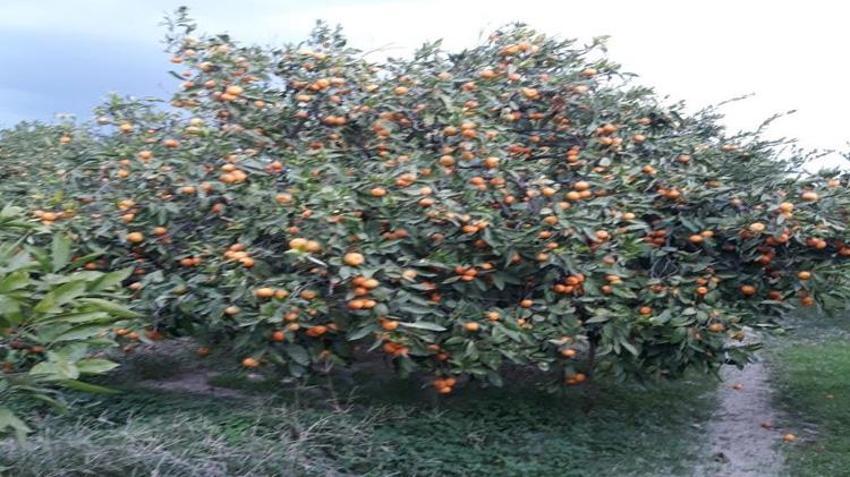 Söke'de tehlike büyüyor! Çiftçi endişeli! Giderek artıyor