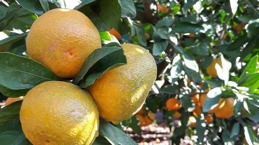 Söke'de tehlike büyüyor! Çiftçi endişeli! Giderek artıyor