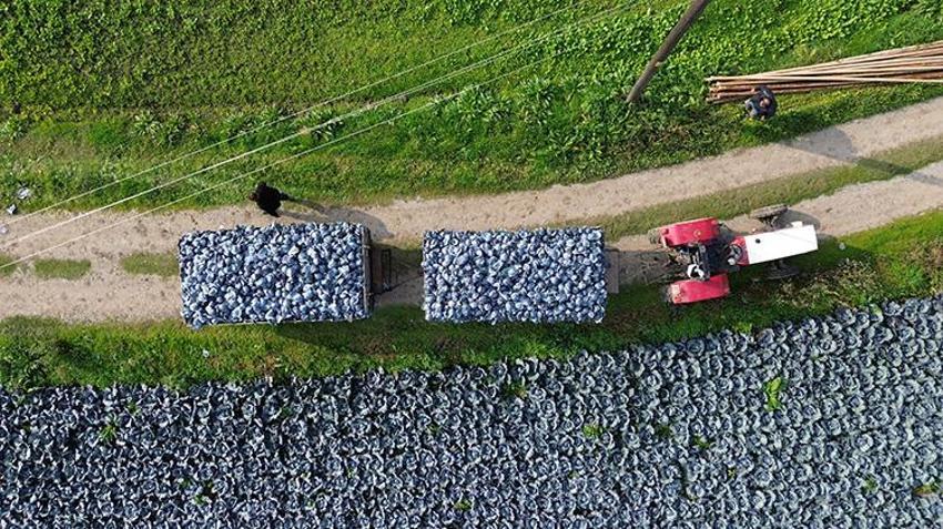 22 bin dekar alanda hasat başladı! Bafra çiftçisi lahana hasadında verimden memnun, fiyattan şikayetçi