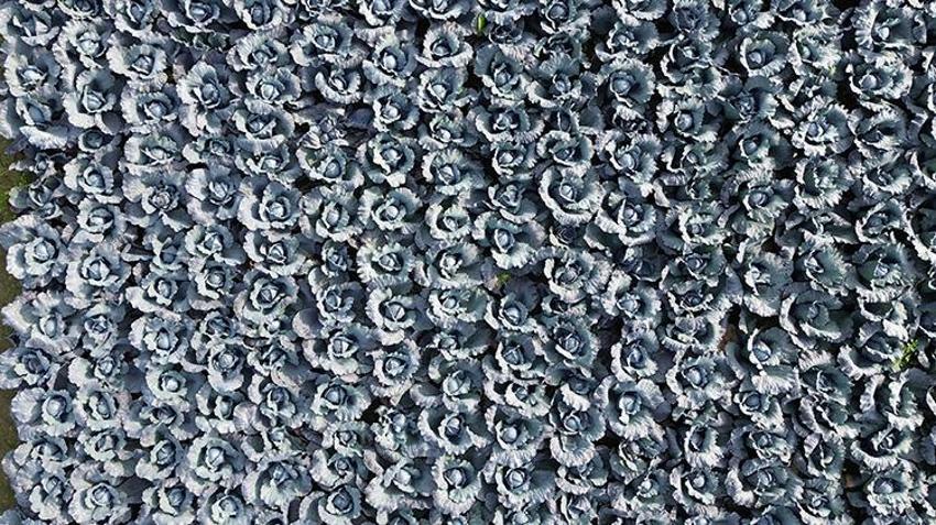 22 bin dekar alanda hasat başladı! Bafra çiftçisi lahana hasadında verimden memnun, fiyattan şikayetçi