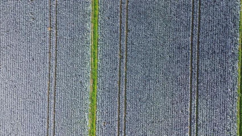 22 bin dekar alanda hasat başladı! Bafra çiftçisi lahana hasadında verimden memnun, fiyattan şikayetçi