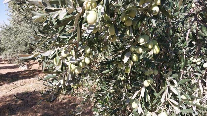 Mersin'de üretilip Fransa, Japonya ve BAE'ye gönderiliyor: Litre fiyatı 350 liraya ulaştı! Üreticinin yüzü gülüyor