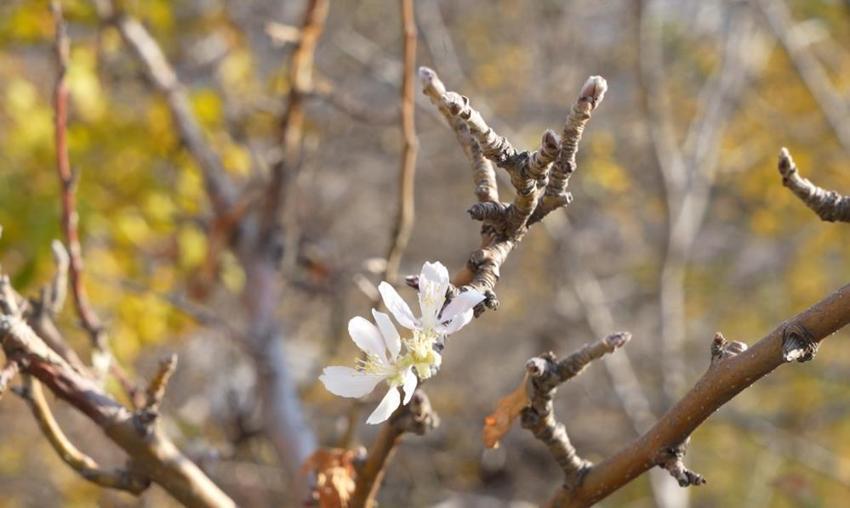 Gümüşhane'de kar yağışı beklenirken ilginç bir olay yaşandı! Manzarayı gören çiftçiler şaşırdı