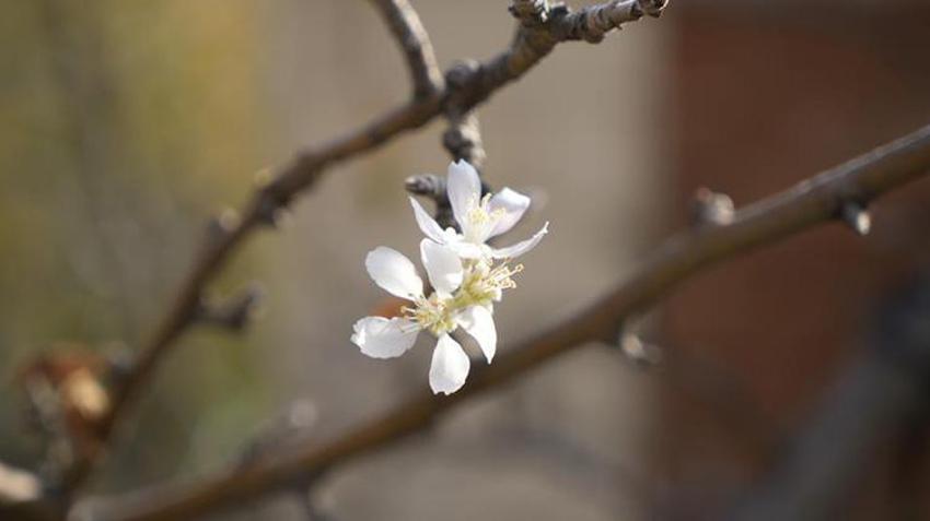 Gümüşhane'de kar yağışı beklenirken ilginç bir olay yaşandı! Manzarayı gören çiftçiler şaşırdı