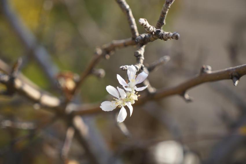 Gümüşhane'de kar yağışı beklenirken ilginç bir olay yaşandı! Manzarayı gören çiftçiler şaşırdı