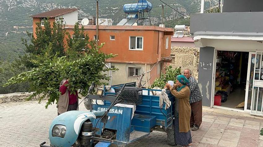 Hatay'da köylülerin geçim kaynağında hasat başladı! Doğada kendiliğinden yetişiyor kilosu 11 TL